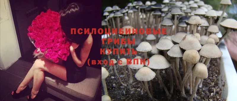 Псилоцибиновые грибы Psilocybine cubensis  Сысерть 